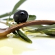 Olio evo