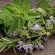 Erbe aromatiche
