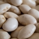 Fagioli